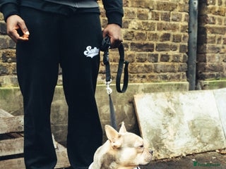 French Bulldog dogs Quality French Bulldog “Ramo” Available for Stud - Advert 1