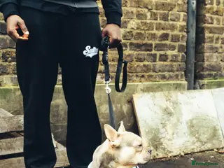 French Bulldog dogs Quality French Bulldog “Ramo” Available for Stud - Advert 13