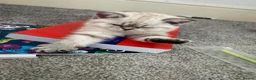 Mixed Breed cats for sale: Female millie in Billericay - Advert 5