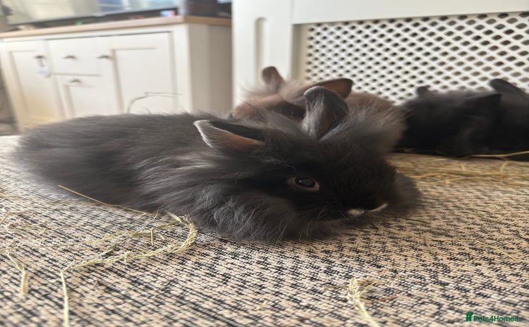 Mini Lion Lop rabbits - Advert 16