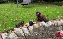 Cocker Spaniel dogs for sale: Cocker spaniel puppies  - Image 13