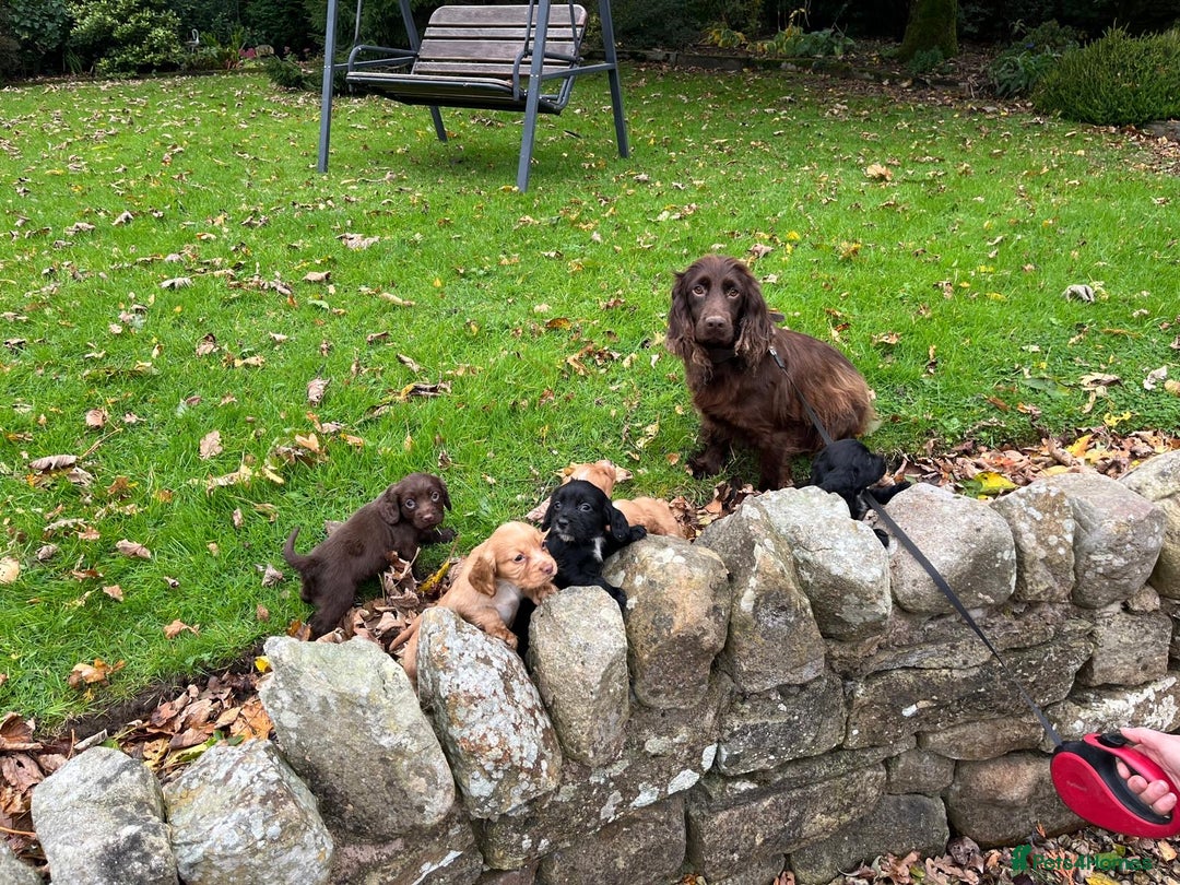 Cocker Spaniel dogs for sale: Cocker spaniel puppies  - Image 13