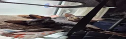 Devon Rex cats for sale: 🐾 Expected Devon Rex Kittens–August 2026 🐾 - Advert 3