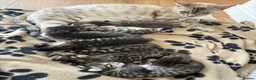 Bengal cats for sale: LAST FEMALE KITTEN READY NOW - Advert 12