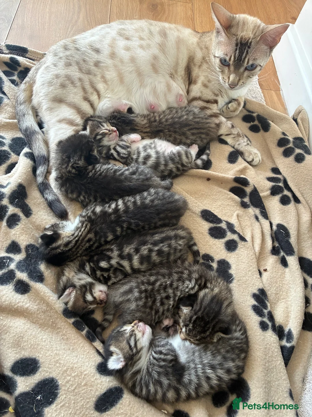 Bengal cats for sale: LAST FEMALE KITTEN READY NOW - Advert 12