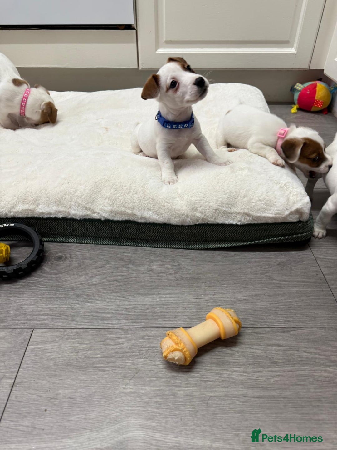Jack Russell dogs for sale: 8 Week Old Jack Russel Puppies  - Advert 9