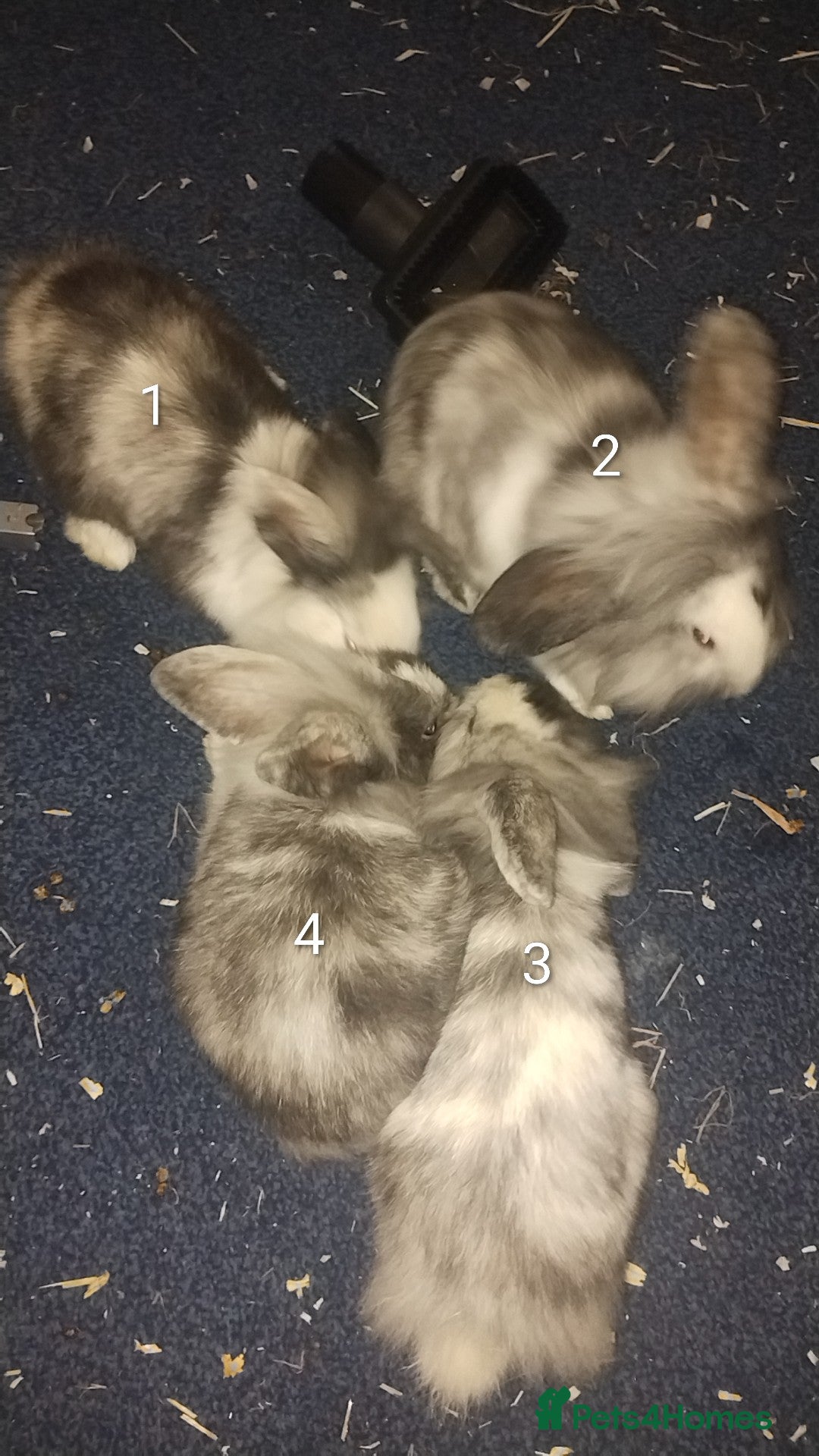 Lionhead rabbits for sale: 4 Female Lionhead available NOW - Advert 2