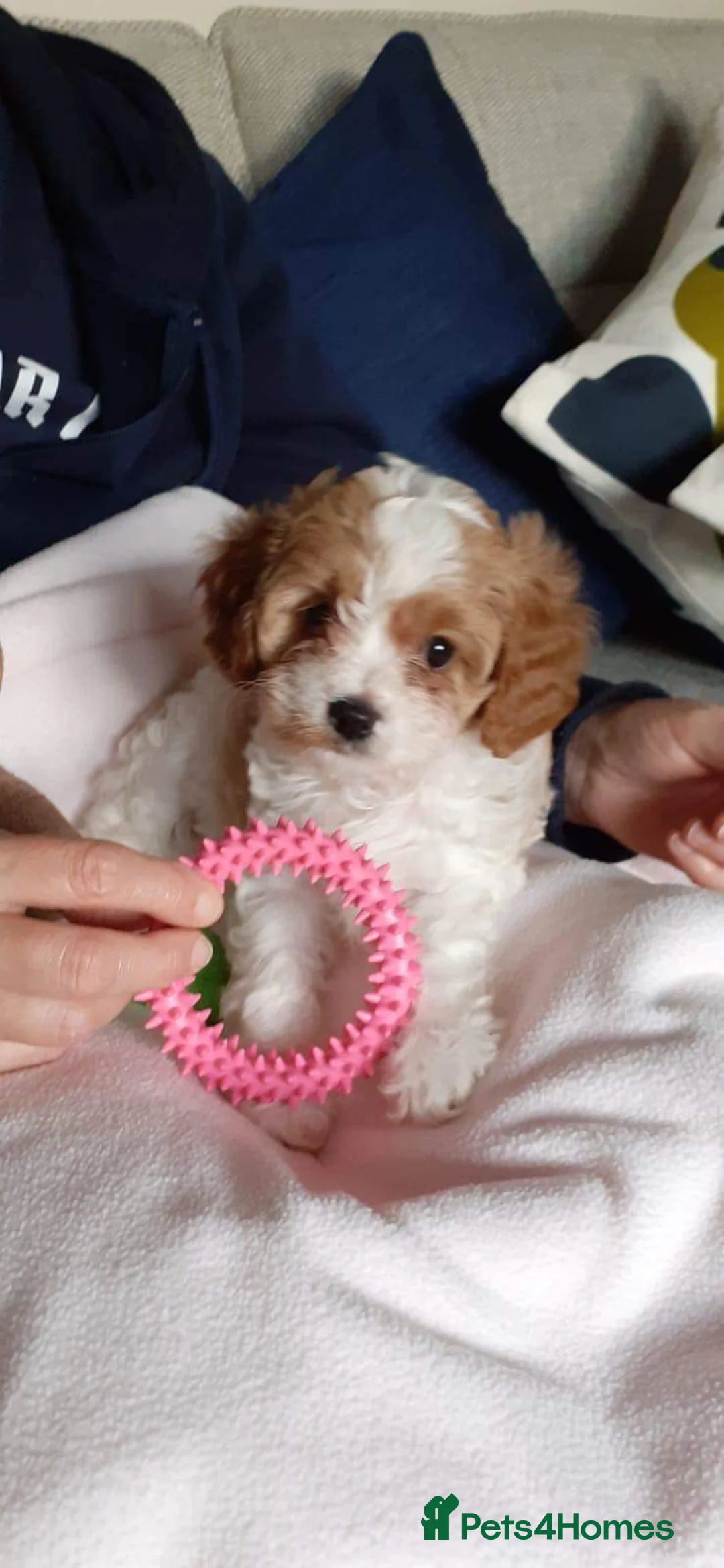 Toy Poodle dogs for stud: Champion Line KC Apricot Toy Poodle Stud in Ringwood - Advert 6