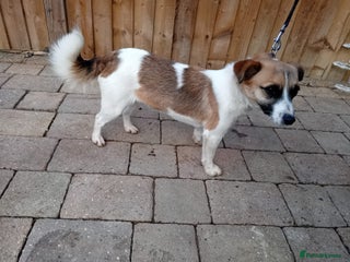 Jack Russell dogs jack russle - Advert 15