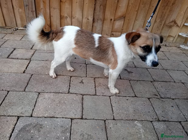 Jack Russell dogs jack russle - Advert 2