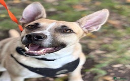 Mixed Breed dogs for adoption: COOPER - 2 Years Old, Mixed Breed Boy - Image 1