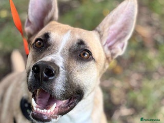 Mixed Breed dogs - Advert 1