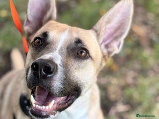 Mixed Breed dogs COOPER - 2 Years Old, Mixed Breed Boy - Advert 21