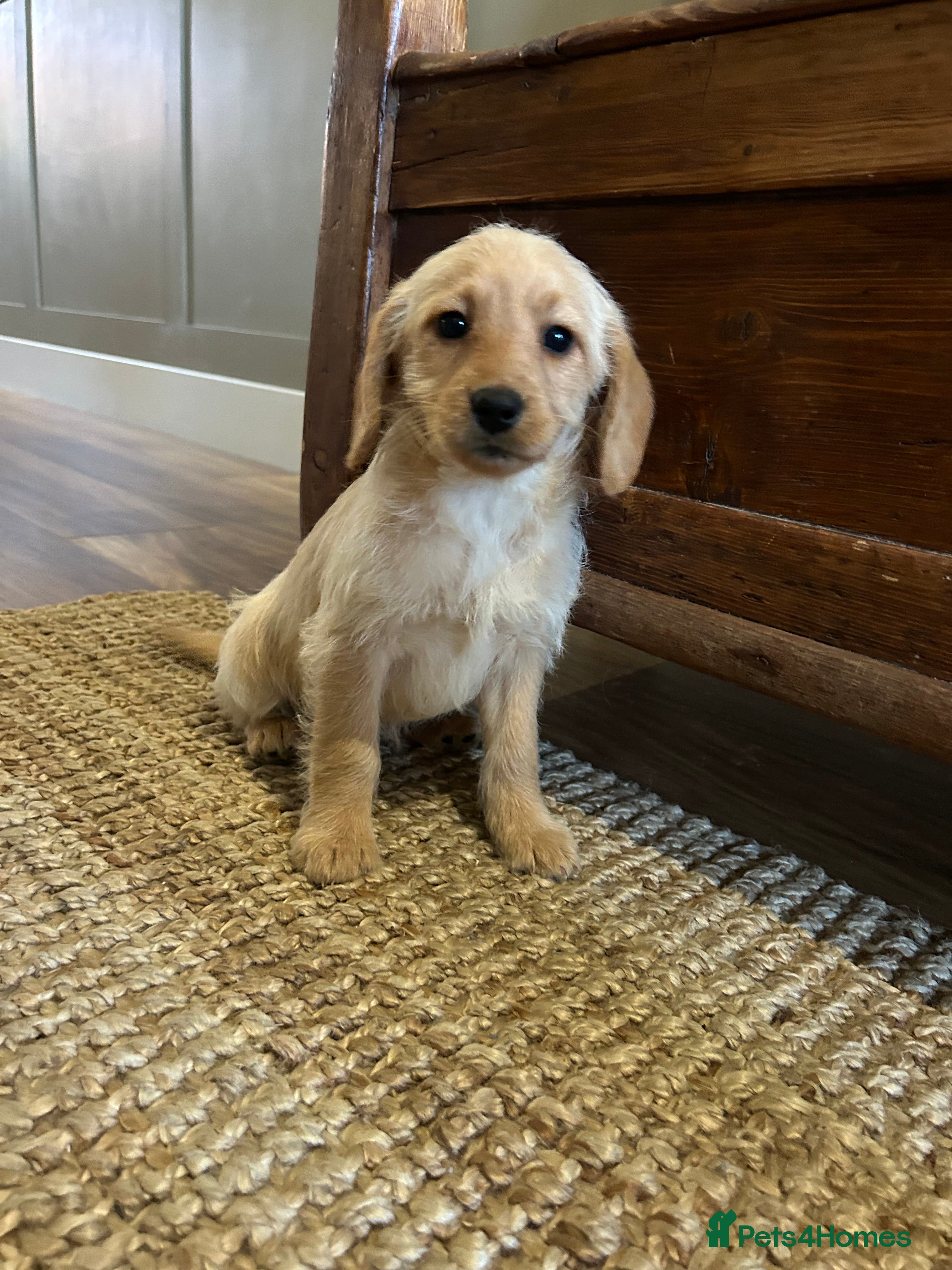 Labradoodle dogs  Labradoodle girls - Advert 4