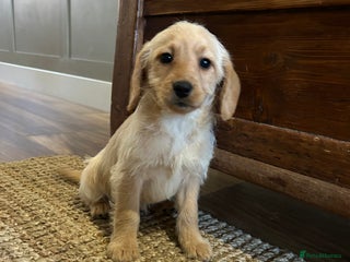 Labradoodle dogs Labradoodle girls - Advert 16