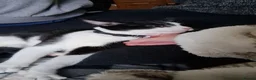 Domestic Shorthair cats for sale: Tuxedo kittens  in Shrewsbury - Advert 7