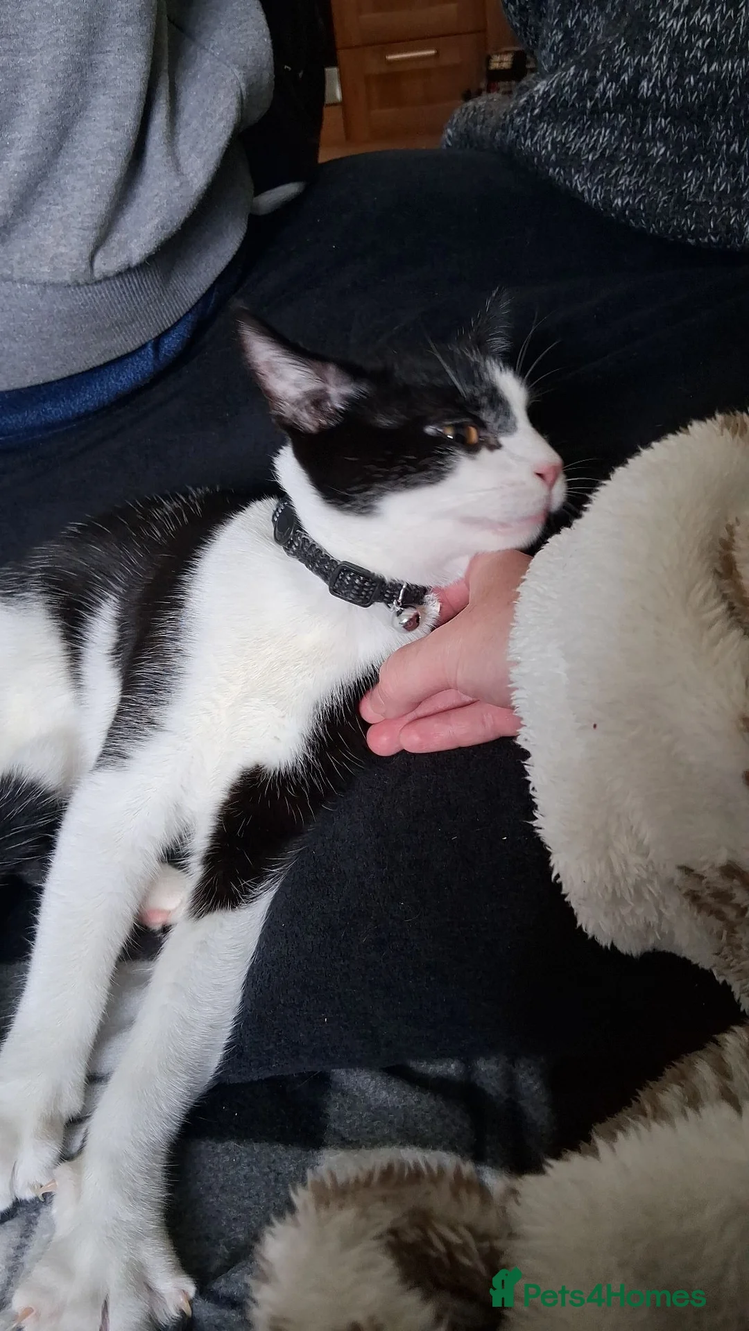 Domestic Shorthair cats for sale: Tuxedo kittens  in Shrewsbury - Advert 7
