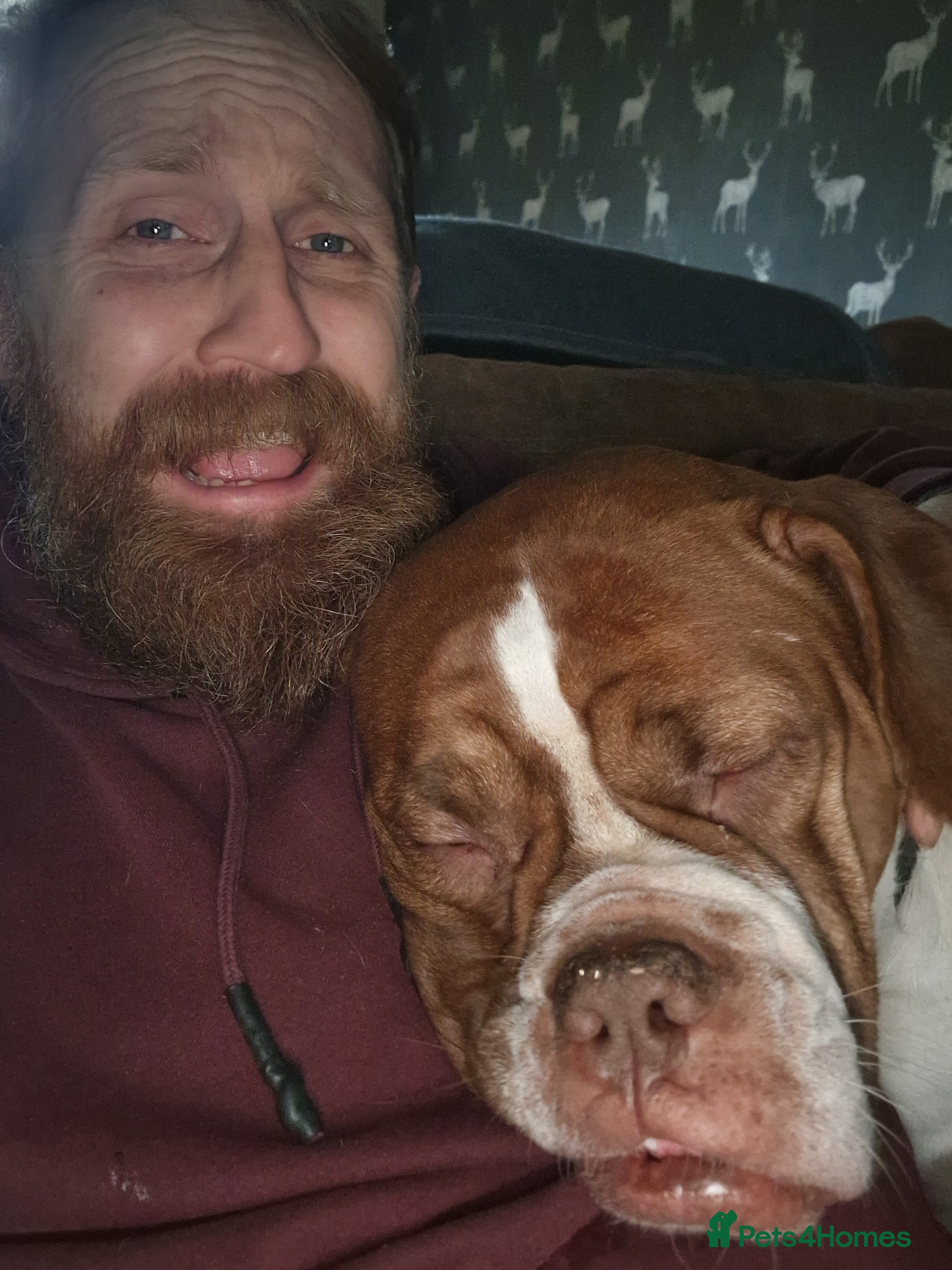 Mixed Breed dogs Khallesi  - Advert 1