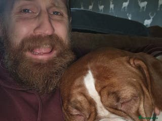 Mixed Breed dogs Khallesi - Advert 1