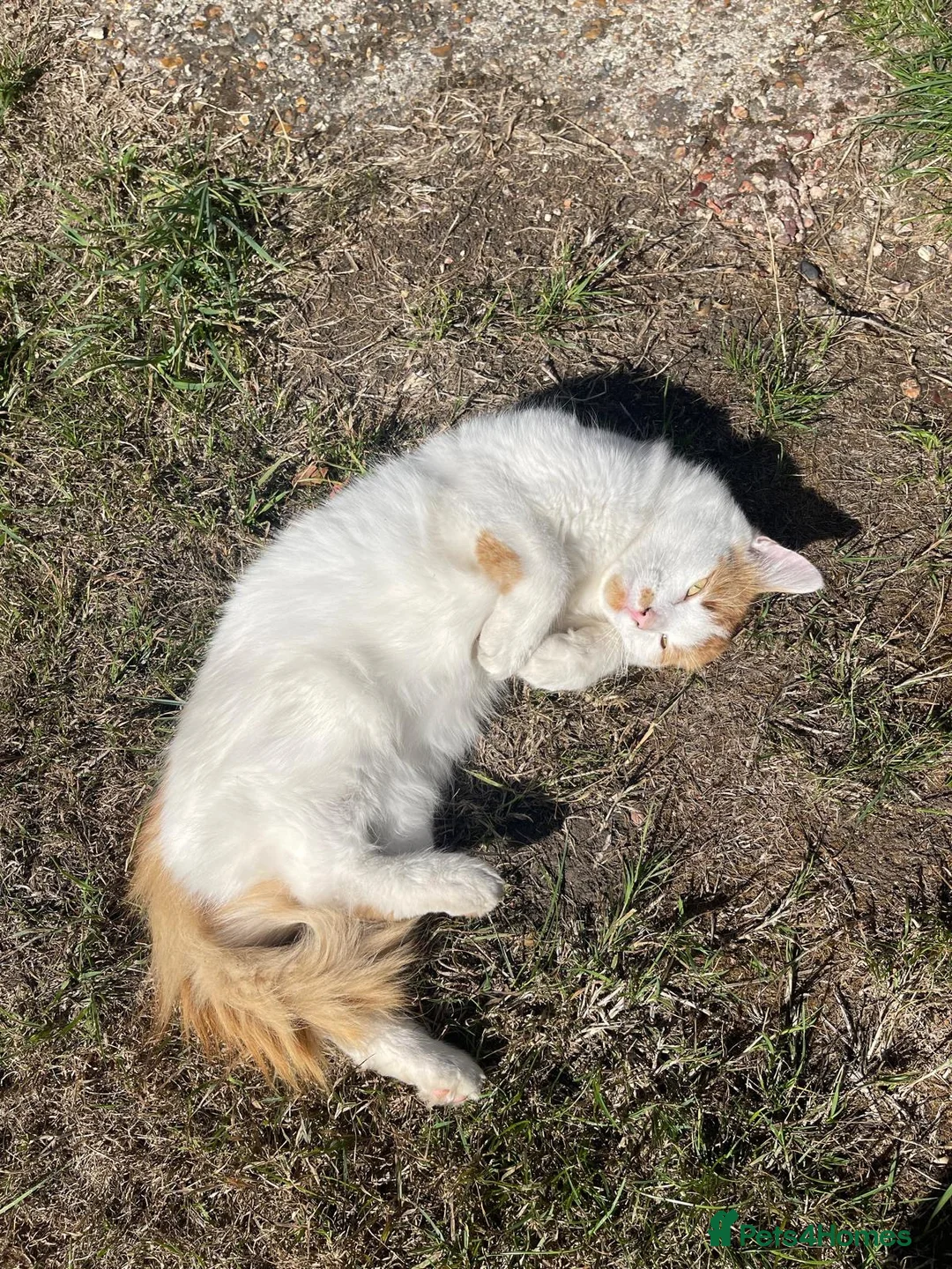 Ragdoll cats for sale: Beautiful Male kitten/Cat ready to find a home - Advert 2
