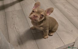 French Bulldog dogs for sale: Last of the litter female new shade isabella - Advert 1