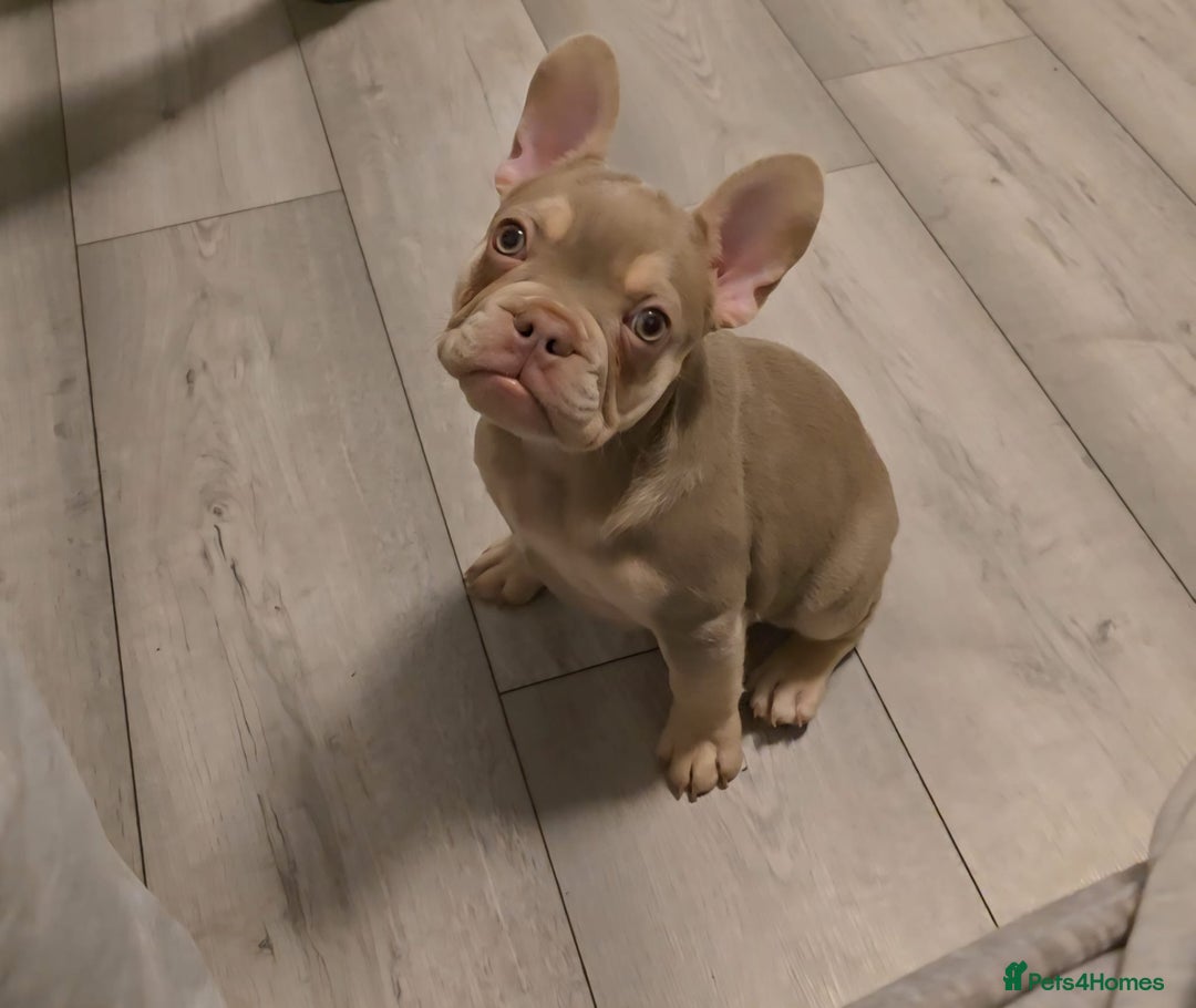 French Bulldog dogs for sale: Last of the litter female new shade isabella - Advert 1