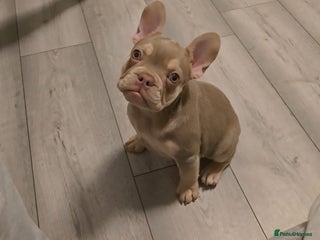 French Bulldog dogs for sale: Last of the litter female new shade isabella - Advert 1