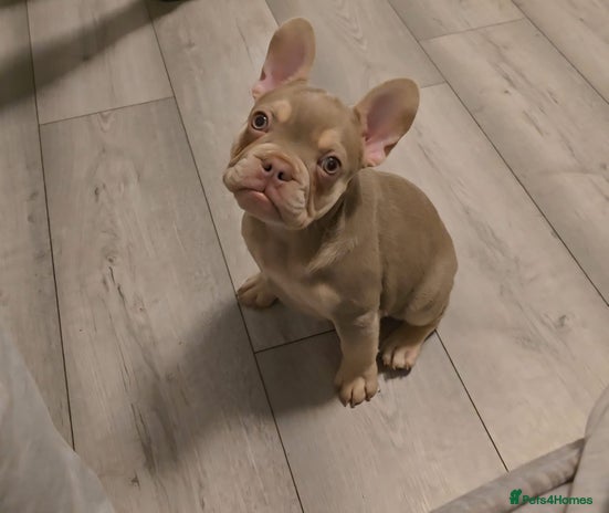 French Bulldog dogs Last of the litter female new shade isabella - Advert 1