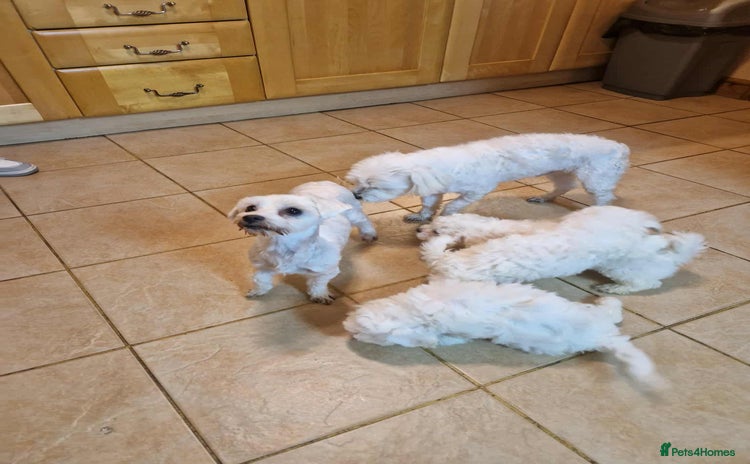 Maltipoo dogs - Advert 13