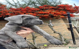 Cane Corso dogs for sale: Cane corso puppies 9 weeks old - Image 6