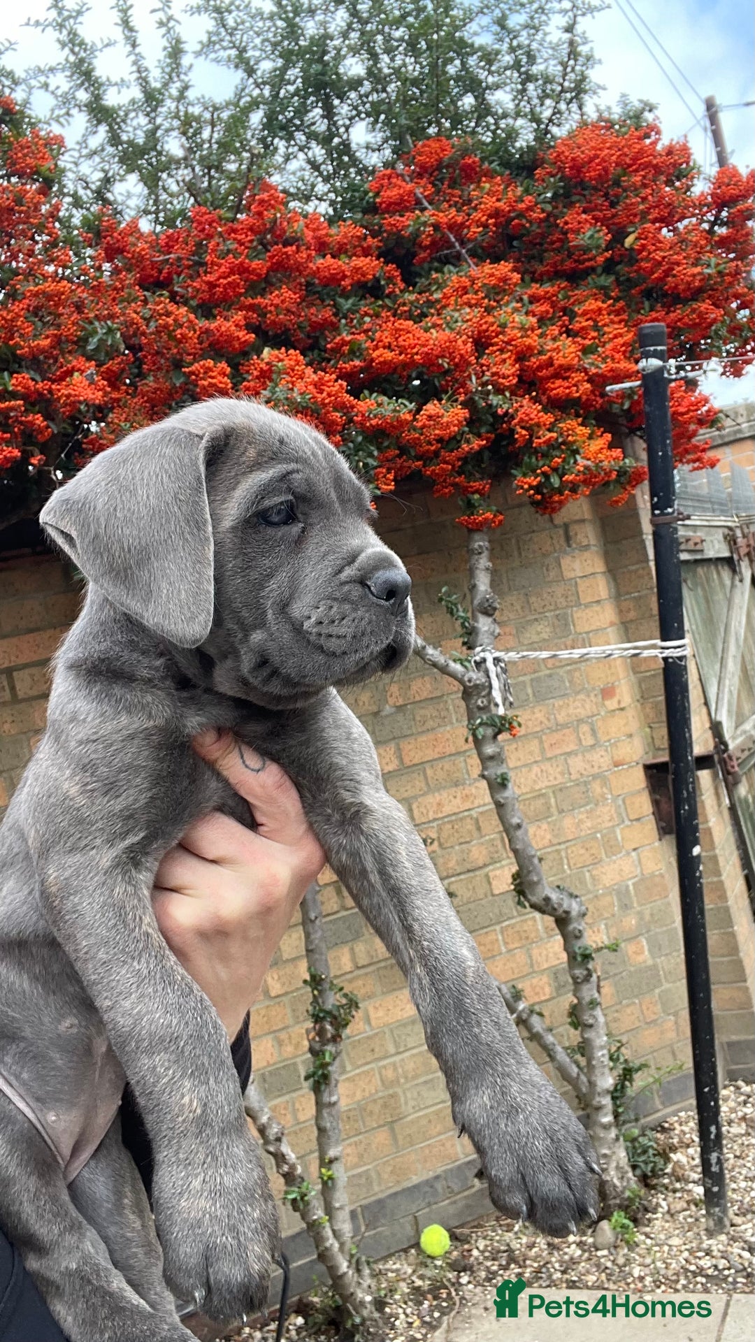 Cane Corso dogs for sale: Cane corso puppies 9 weeks old - Image 6