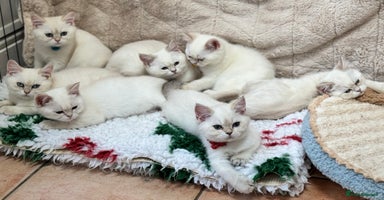 British Shorthair cats - Advert 13