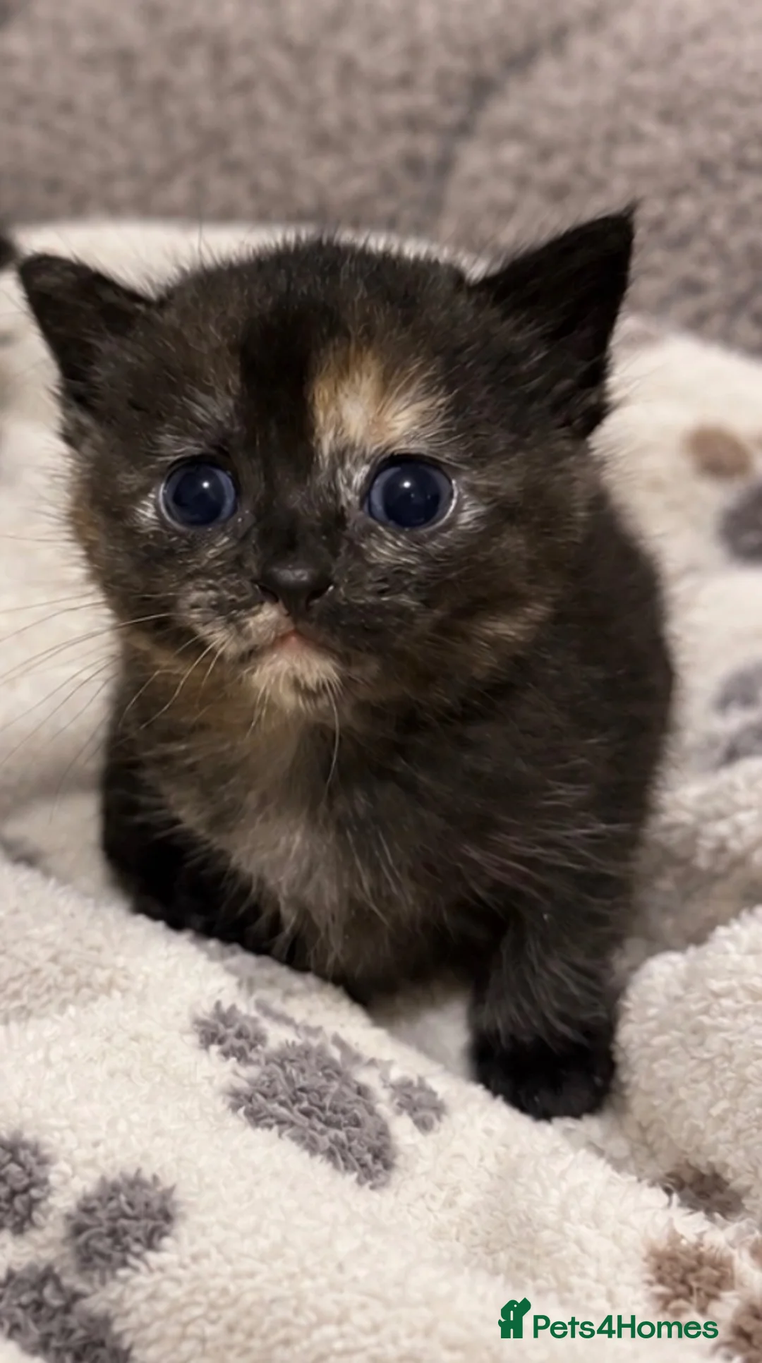 Mixed Breed cats for sale: 4 stunning kittens  - Advert 2