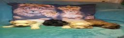 Maltipoo dogs for sale: Maltipoo puppies  in Durham - Advert 1