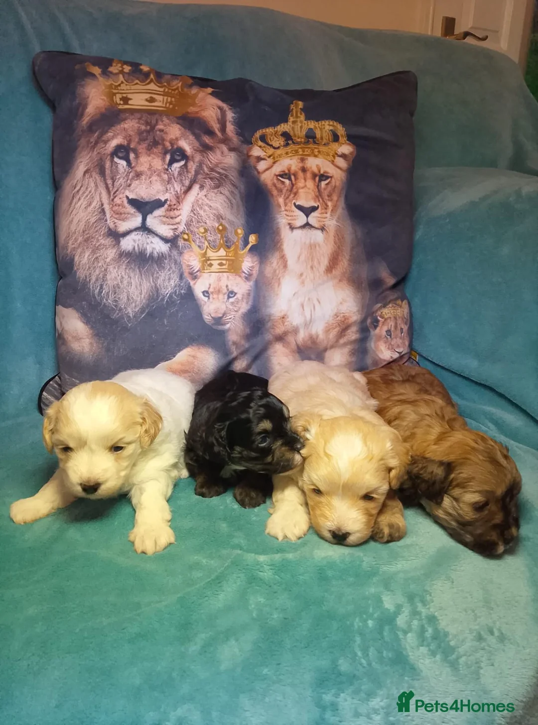 Maltipoo dogs for sale: Maltipoo puppies  in Durham - Advert 1