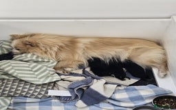 Pomeranian dogs for sale: 3 Pure XS Pomeranian, Boys Bear&Milo. Girl Ebony - Image 11