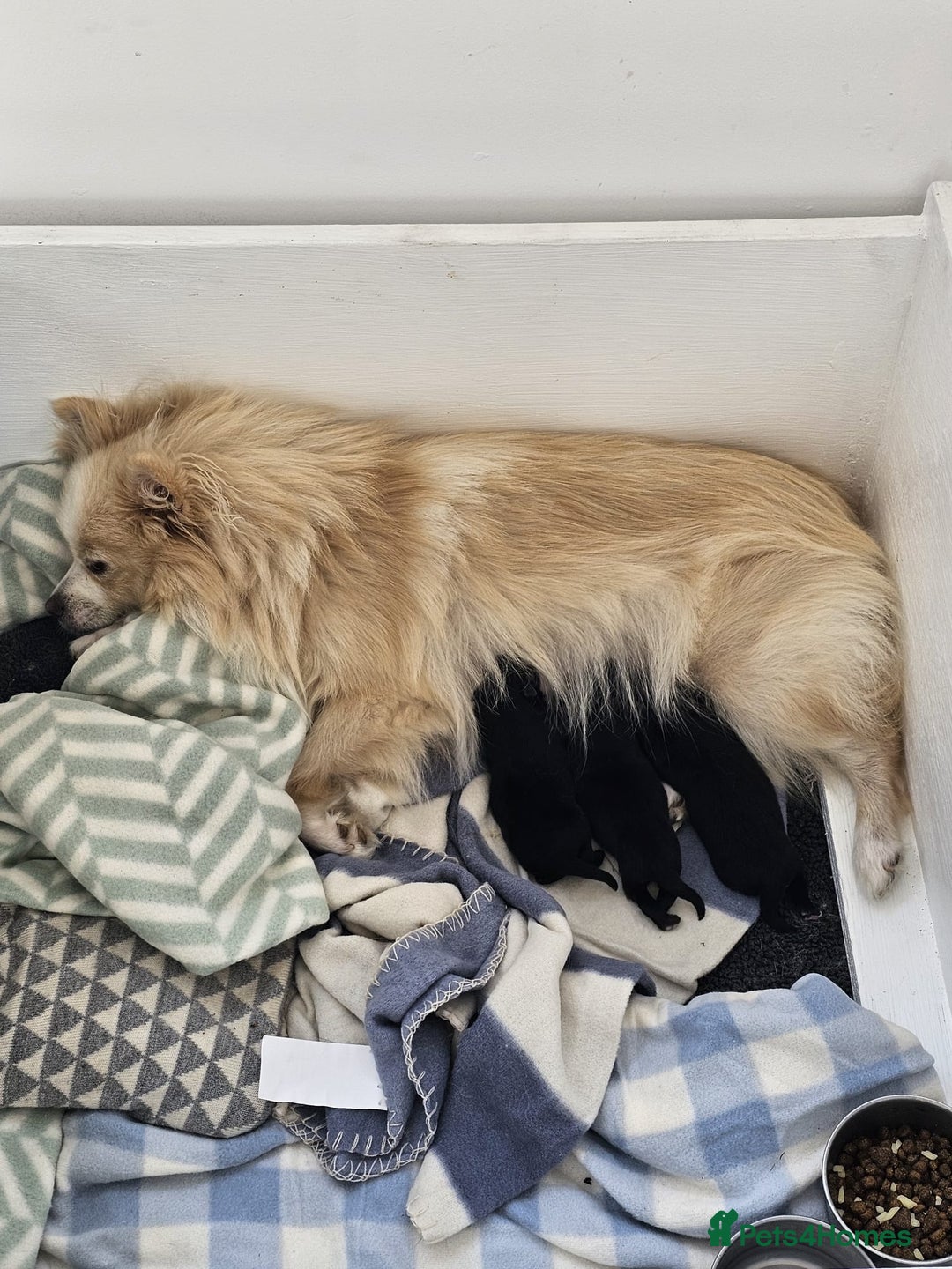 Pomeranian dogs for sale: 3 Pure XS Pomeranian, Boys Bear&Milo. Girl Ebony - Image 11