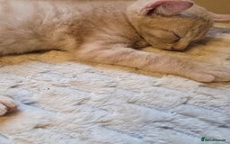Mixed Breed cats for sale: Kittens 3 boys  - Image 17
