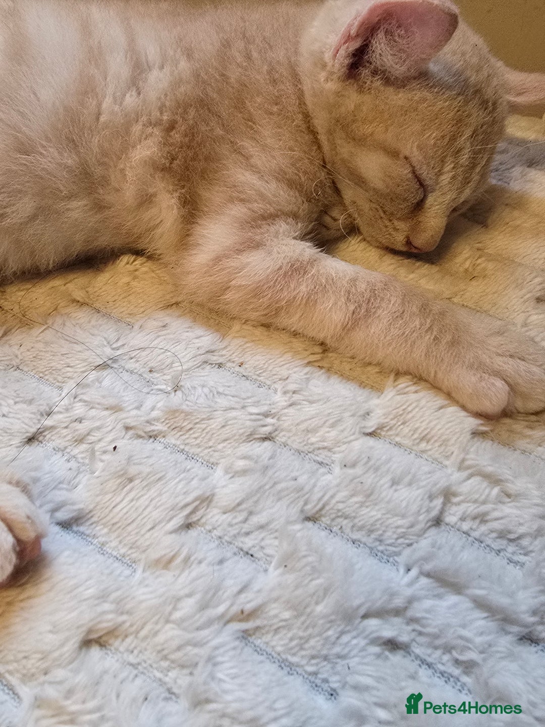 Mixed Breed cats for sale: Kittens 3 boys  - Image 17