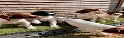 English Springer Spaniel dogs for sale: Male FTCh Sired ESS Puppy ready for forever homes - Advert 1