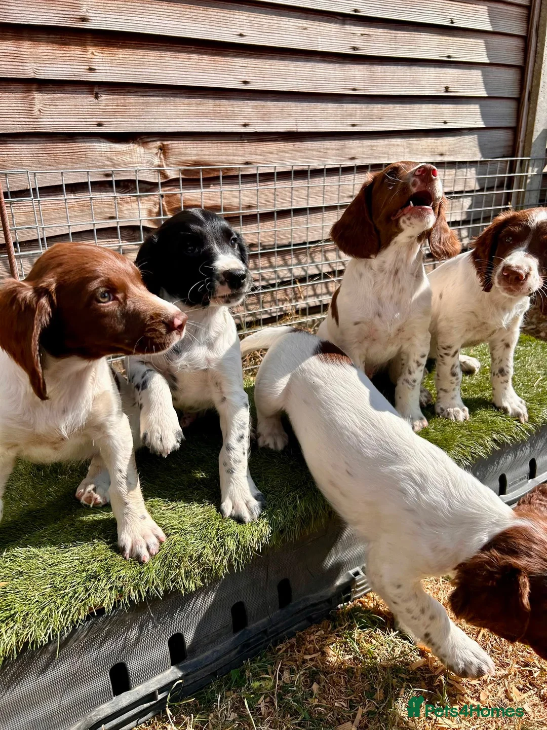 English Springer Spaniel dogs for sale: Male FTCh Sired ESS Puppy ready for forever homes - Advert 1