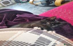American Shorthair cats for sale: Kittens for sell, ready to go now!  - Image 9