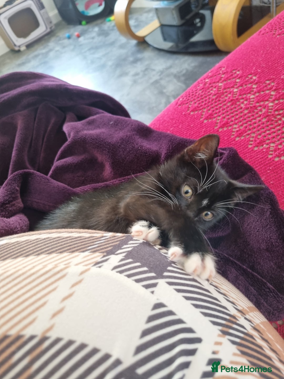 American Shorthair cats for sale: Kittens for sell, ready to go now!  - Image 9
