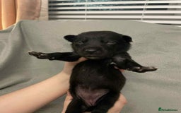 Mixed Breed dogs for sale: Thai ridgeback x merle border collie  - Image 9