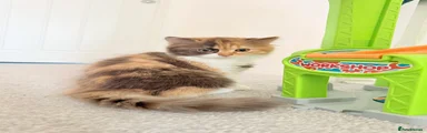British Longhair 2