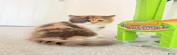 British Longhair cats for sale: Available now 😻 British Longhair kittens - TICA  - Advert 34