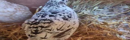 Quail poultry for sale: coturnix (Japanese) hatching eggs - Advert 5