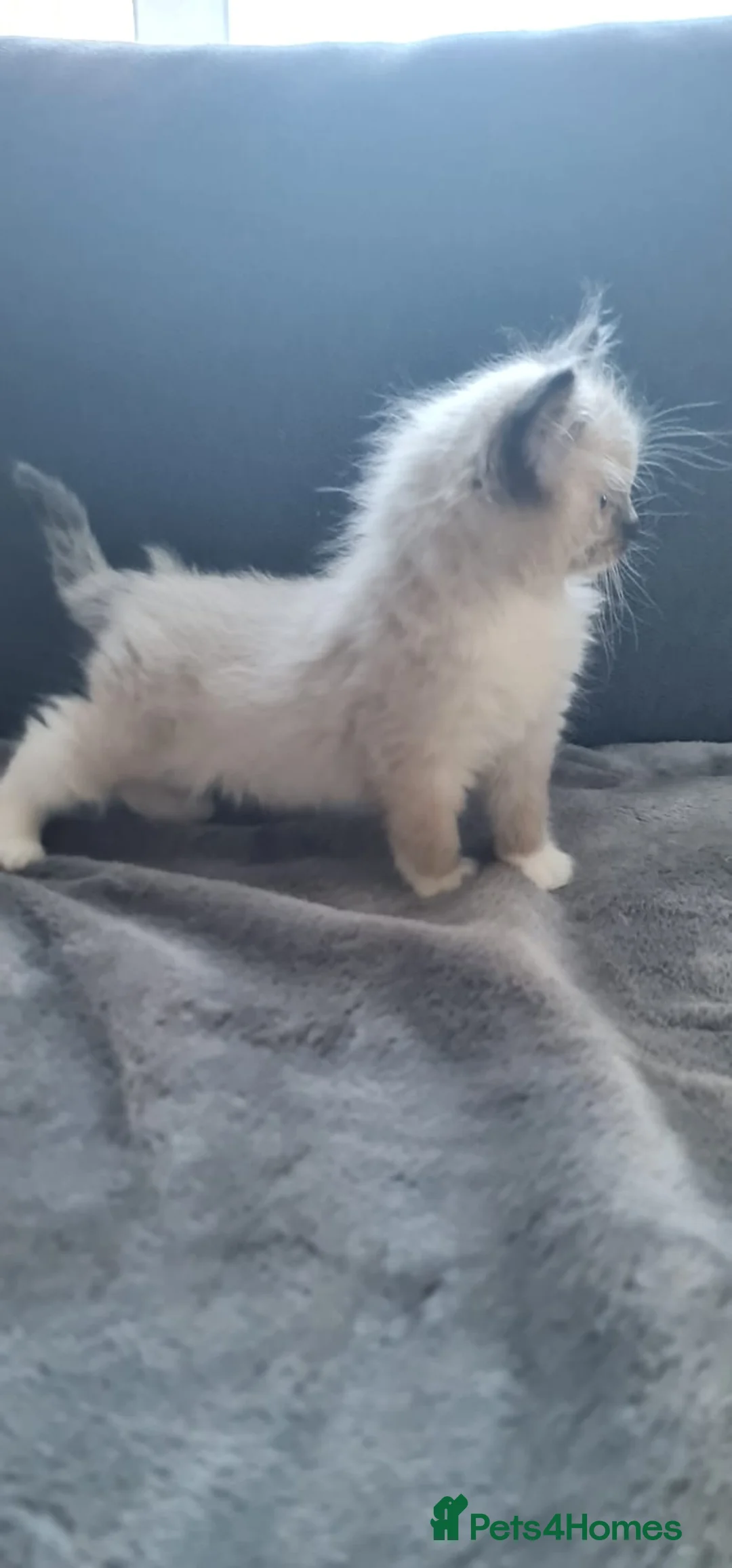 Ragdoll cats for sale: 1 Girl 💜 1 Boy 💙 - Advert 6