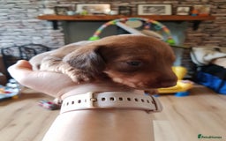 Dachshund dogs for sale: READY NOW Dachshund Puppies - Image 13