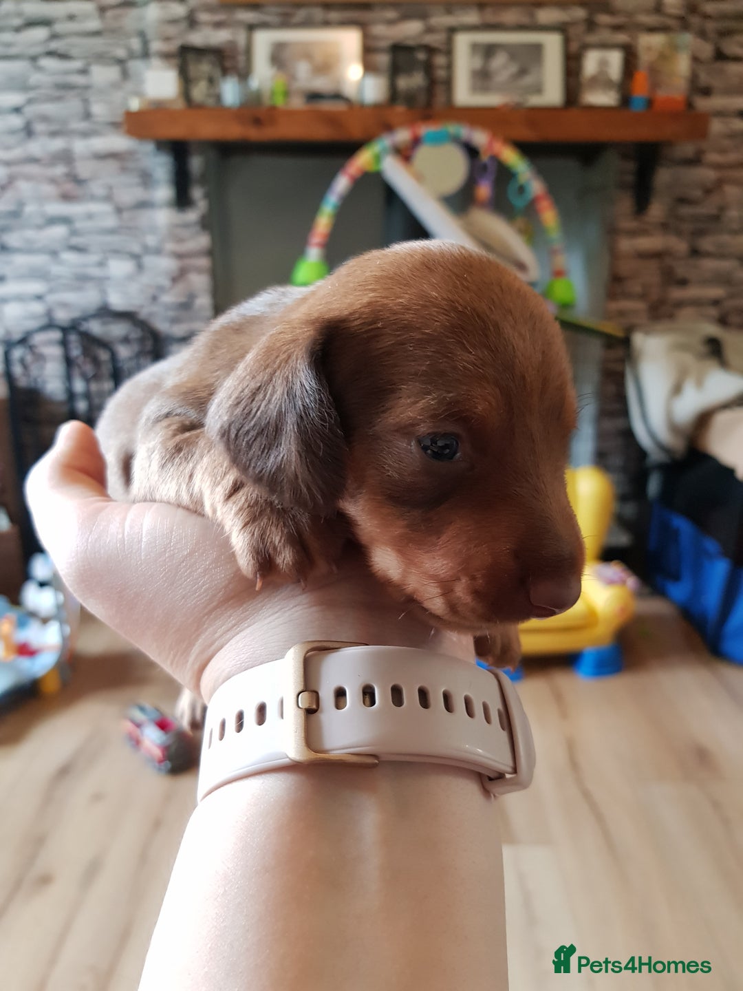 Dachshund dogs for sale: READY NOW Dachshund Puppies - Image 13